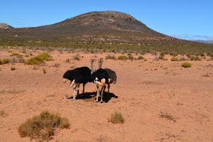safari perto da cidade do cabo - avestruz