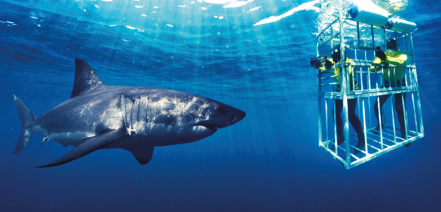 Mergulho com tubarões – NewMag